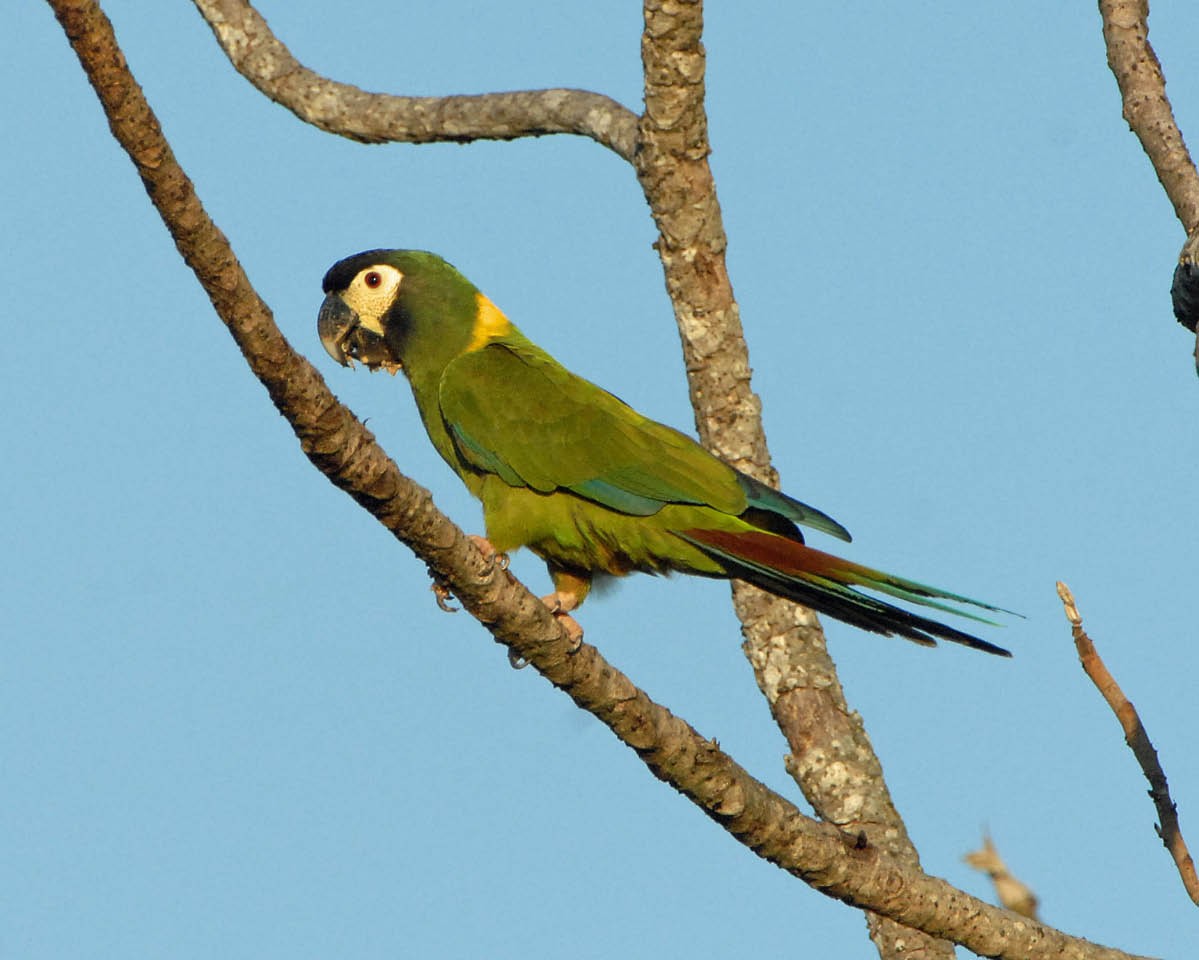 Yellow-collared Macaw - ML205688841