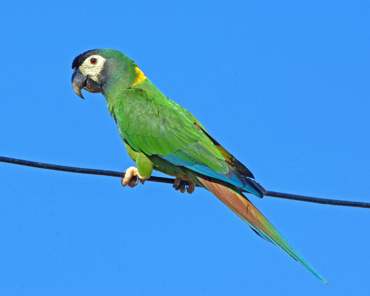 Yellow-collared Macaw - ML205688891