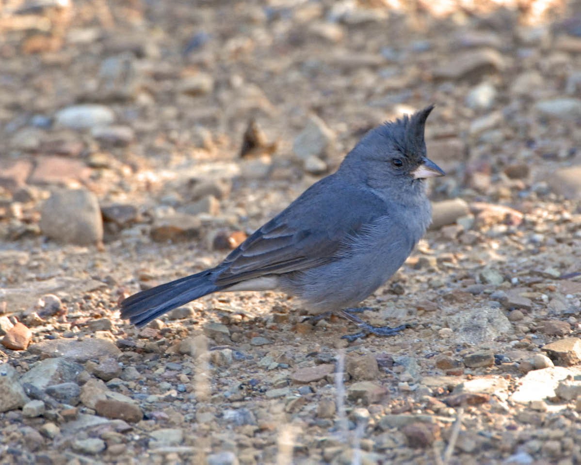 Gray-crested Finch - ML205688921
