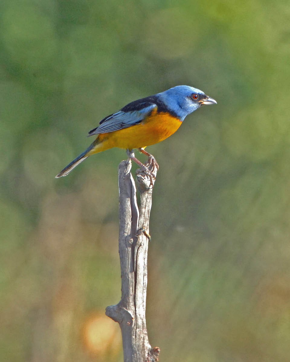 Blue-and-yellow Tanager (Blue-and-yellow) - Tini & Jacob Wijpkema