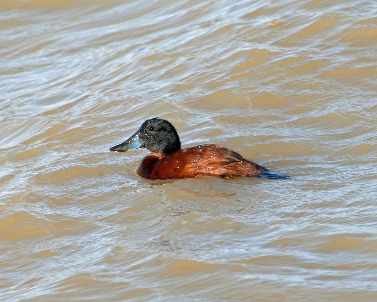 Andean Duck - ML205689061