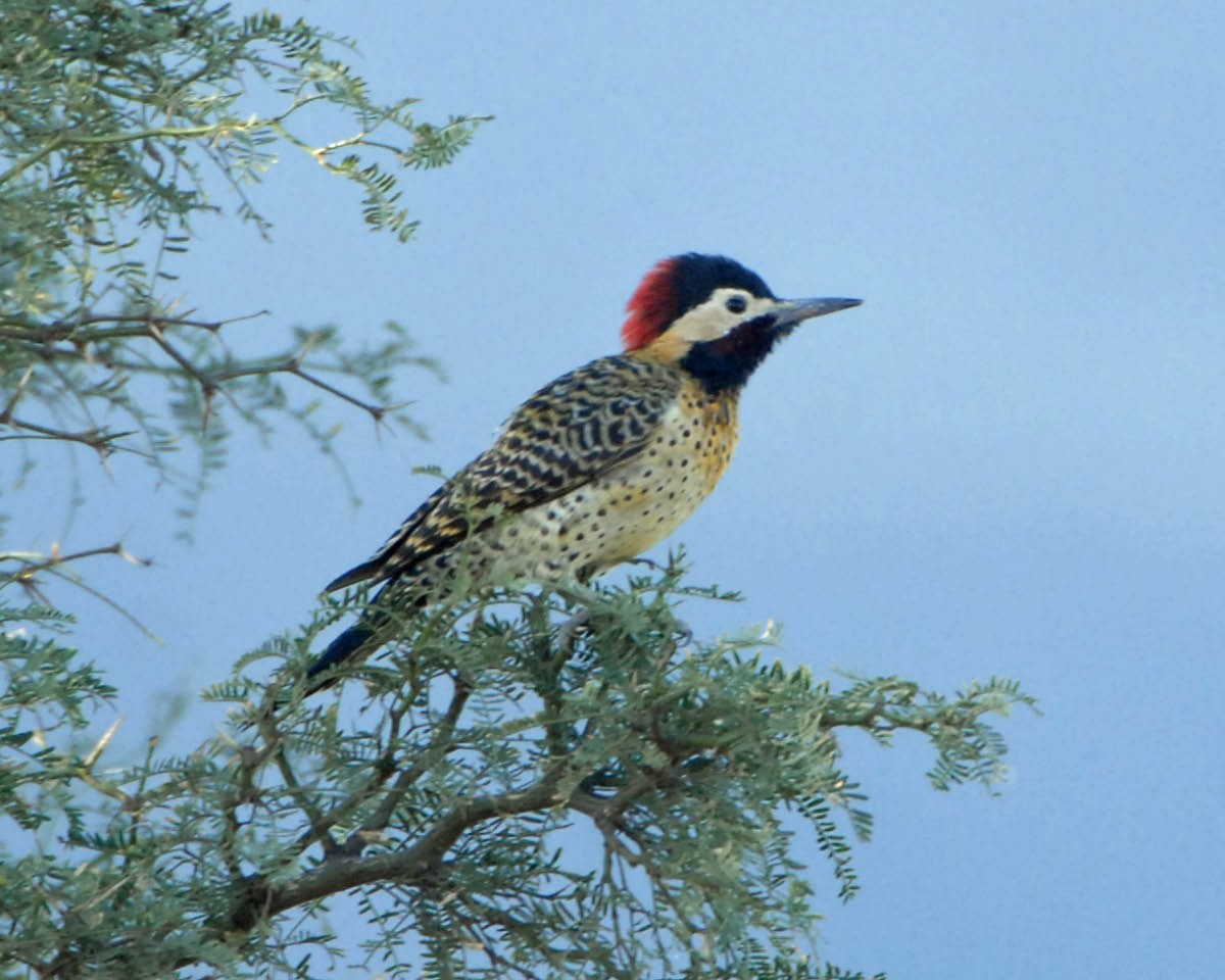 Green-barred Woodpecker (Golden-breasted) - Tini & Jacob Wijpkema