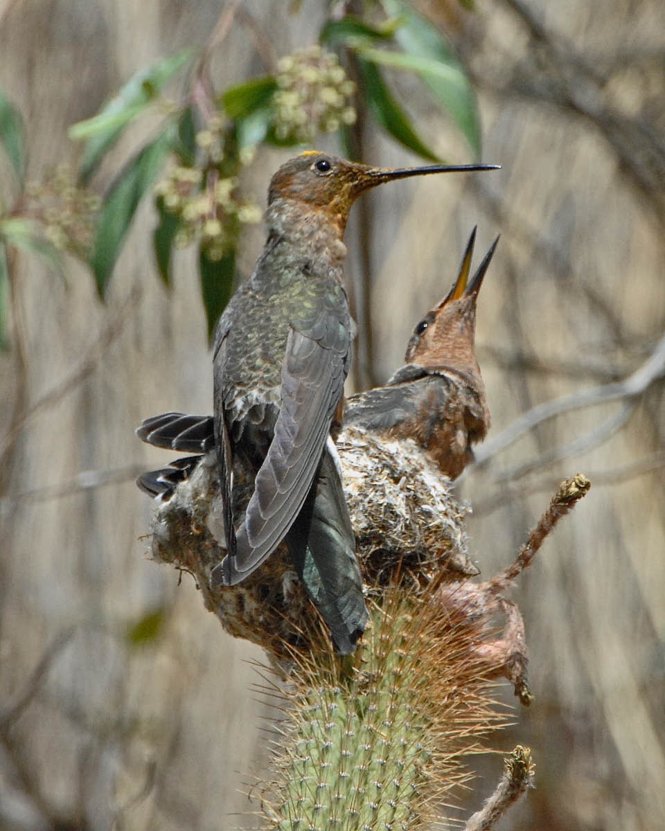 Giant Hummingbird - Tini & Jacob Wijpkema