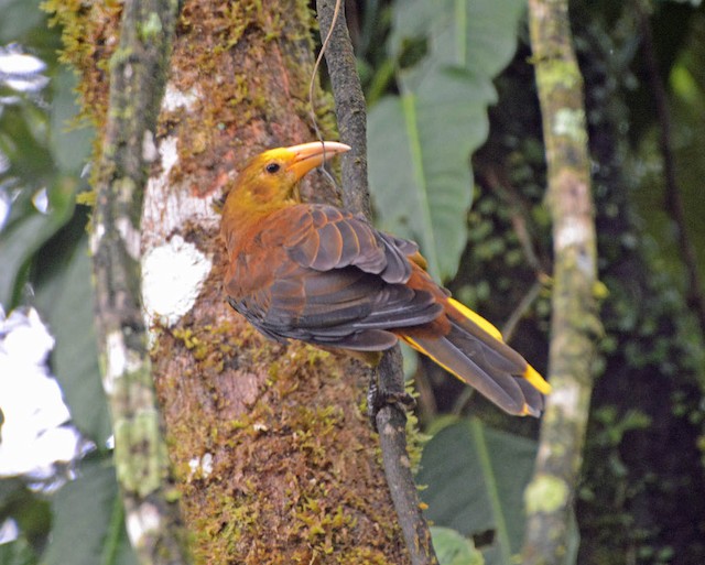 Possible confusion species: Russet-backed Oropendola (<em class="SciName notranslate">Psarocolius angustifrons alfredi</em>). - Russet-backed Oropendola (Russet-backed) - 