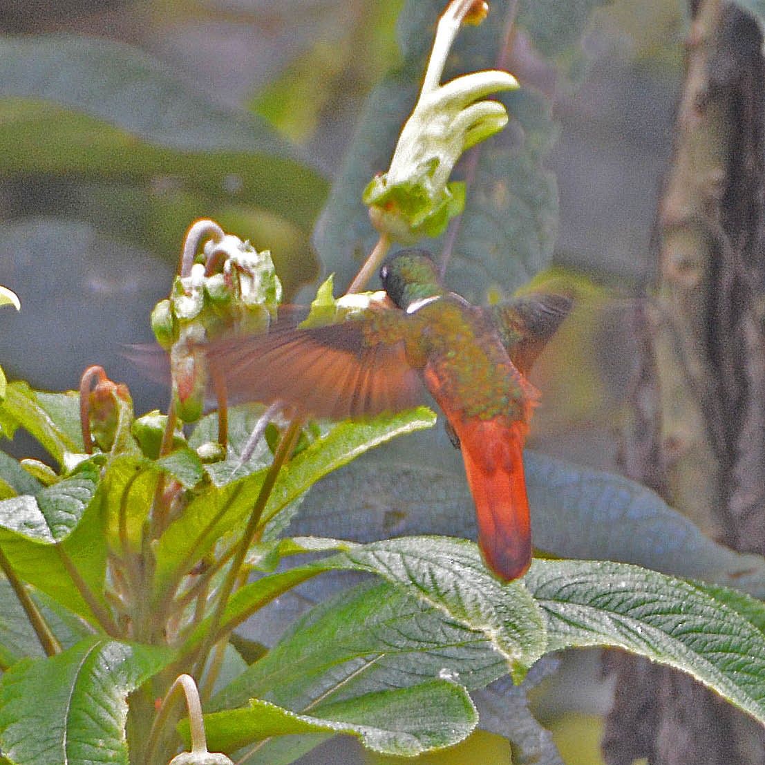inka fialkovohrdlý (ssp. violifer) - ML205689441
