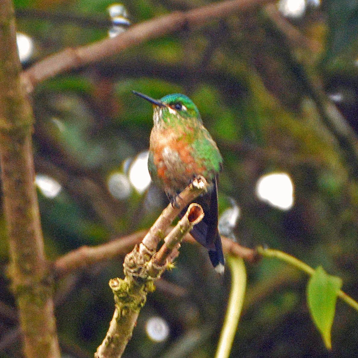 Long-tailed Sylph - ML205689461