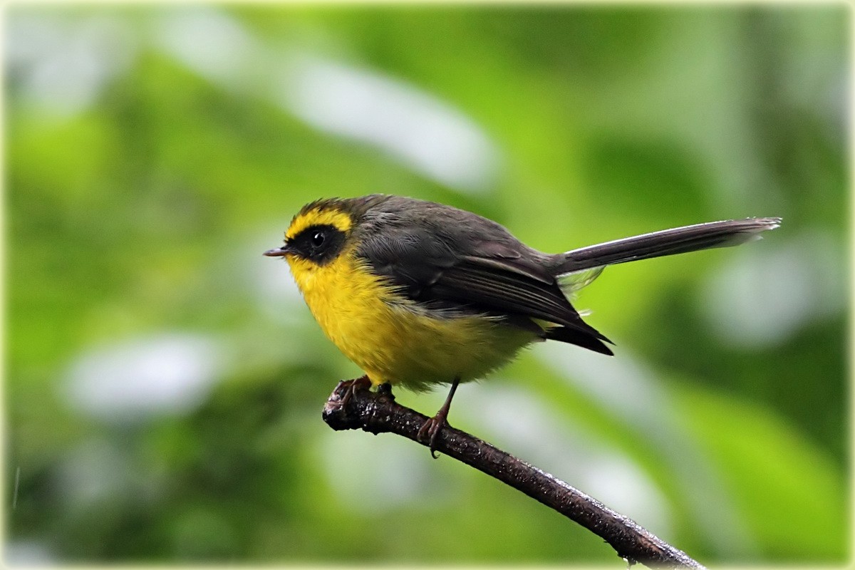 Yellow-bellied Fairy-Fantail - ML205689621