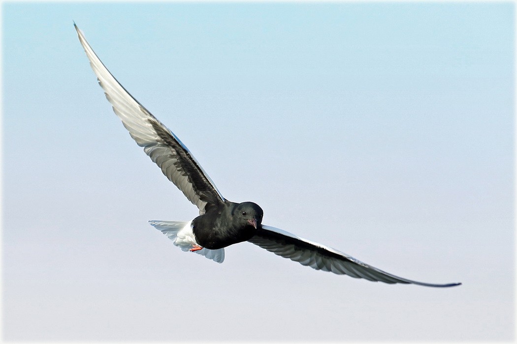 White-winged Tern - ML205689781