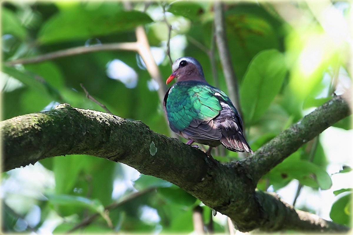 Asian Emerald Dove - John Thompson