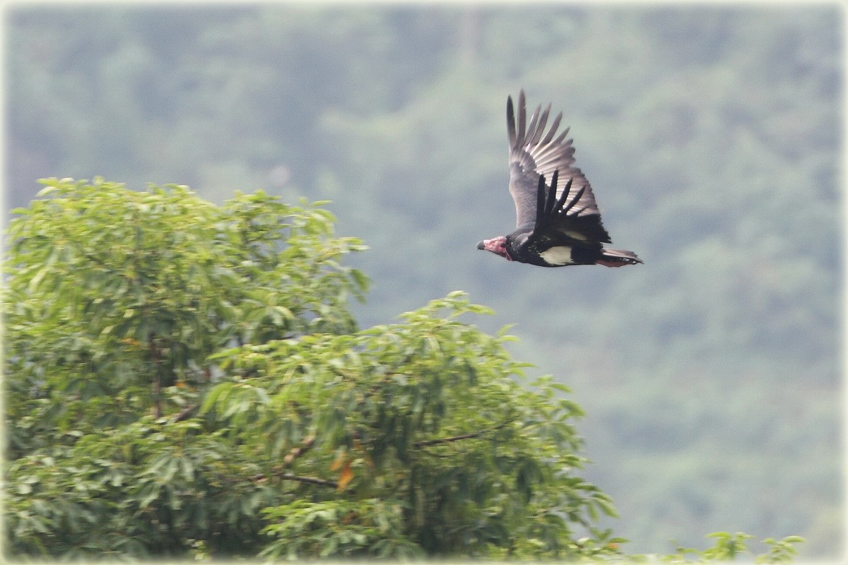 Red-headed Vulture - John Thompson