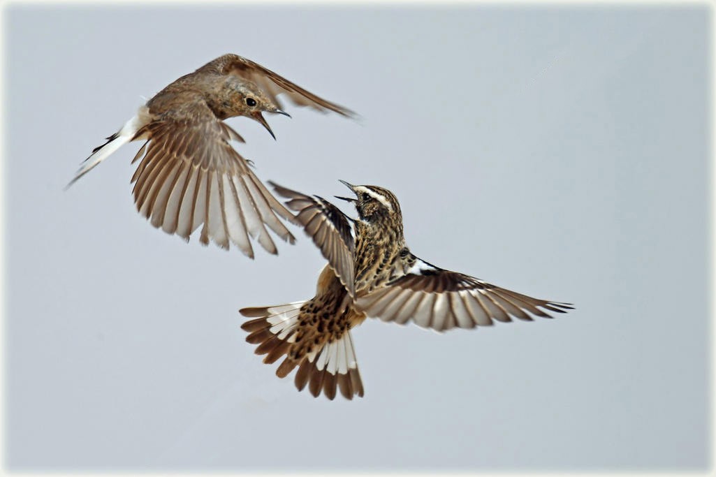 Whinchat - ML205690031