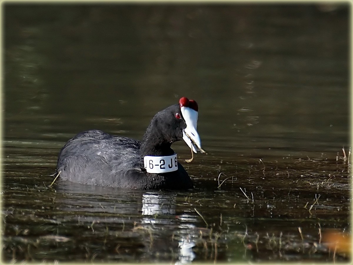 Red-knobbed Coot - ML205690081