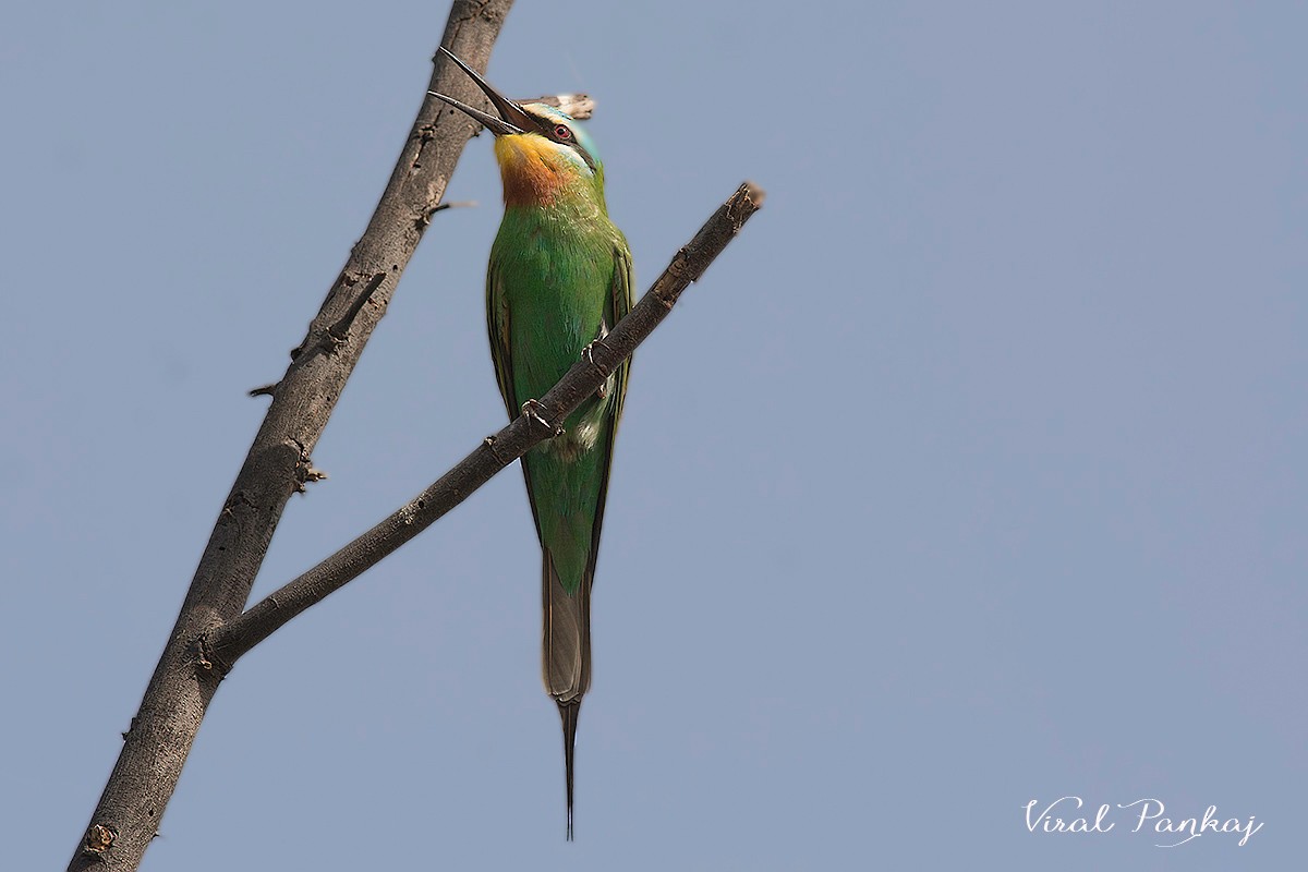 Blue-cheeked Bee-eater - ML205690201