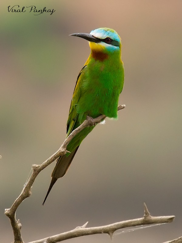 Blue-cheeked Bee-eater - ML205690211