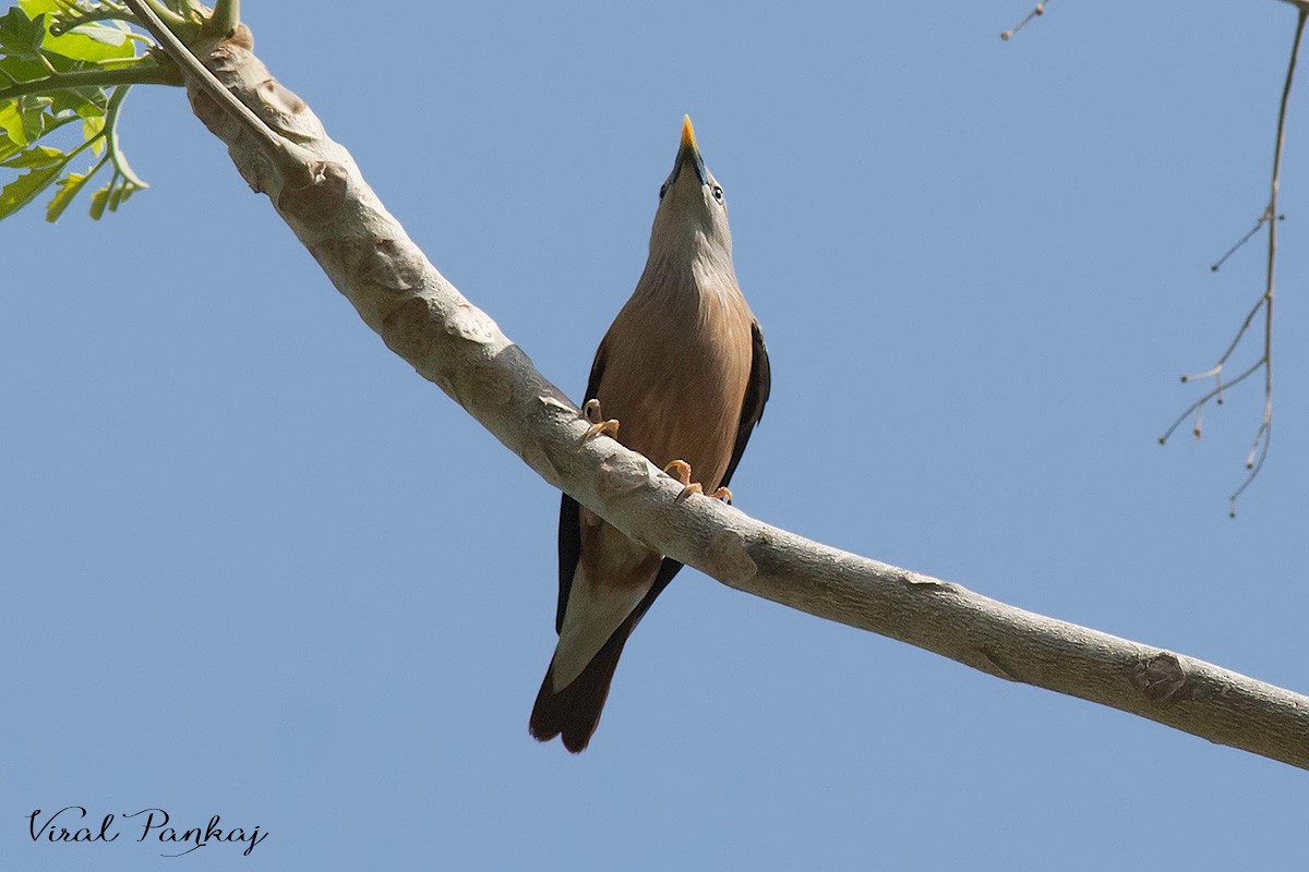 Chestnut-tailed Starling - ML205690241