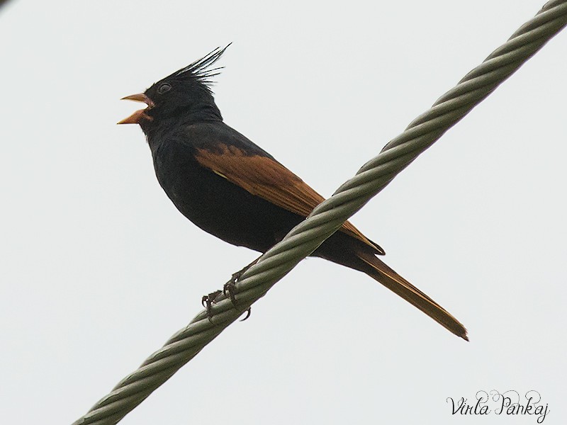 Crested Bunting - ML205690271
