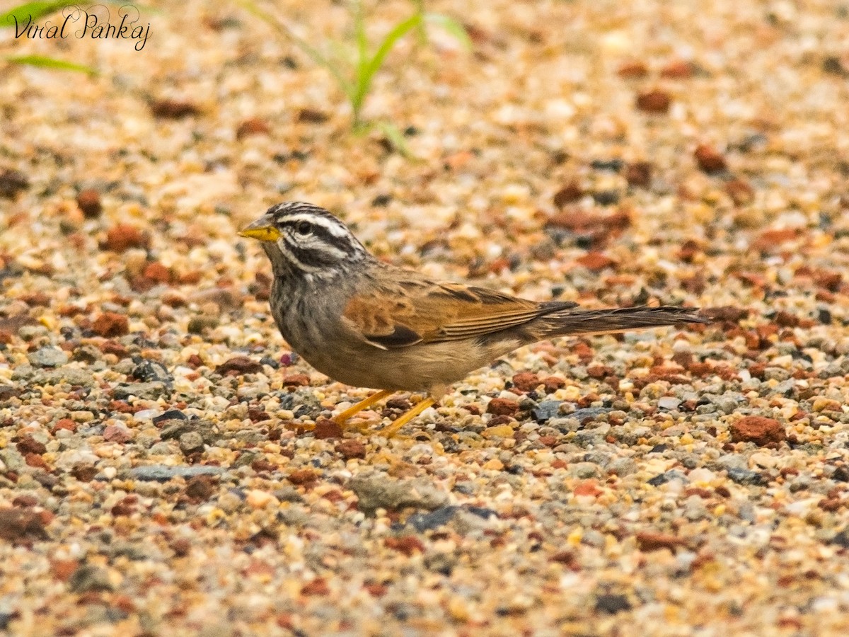Striolated Bunting - ML205690281