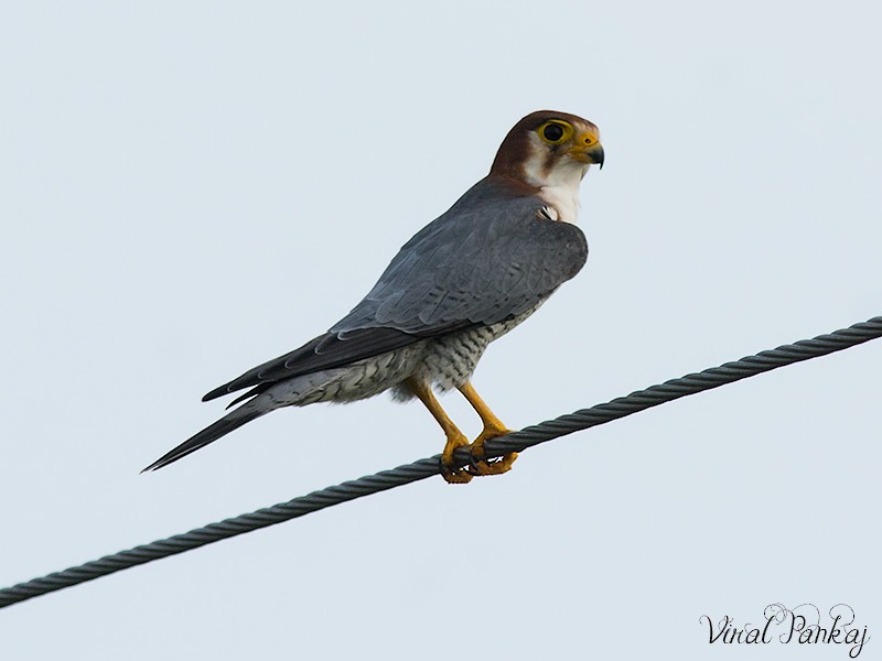 Red-necked Falcon (Asian) - Pankaj Maheria