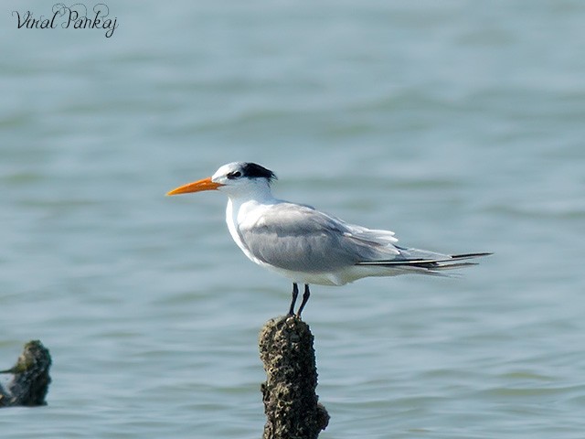 Lesser Crested Tern - Pankaj Maheria