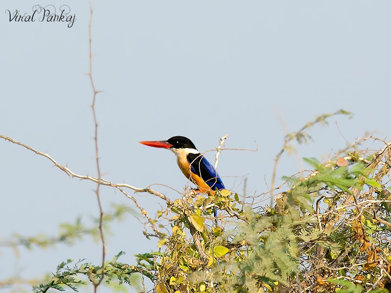 Black-capped Kingfisher - Pankaj Maheria