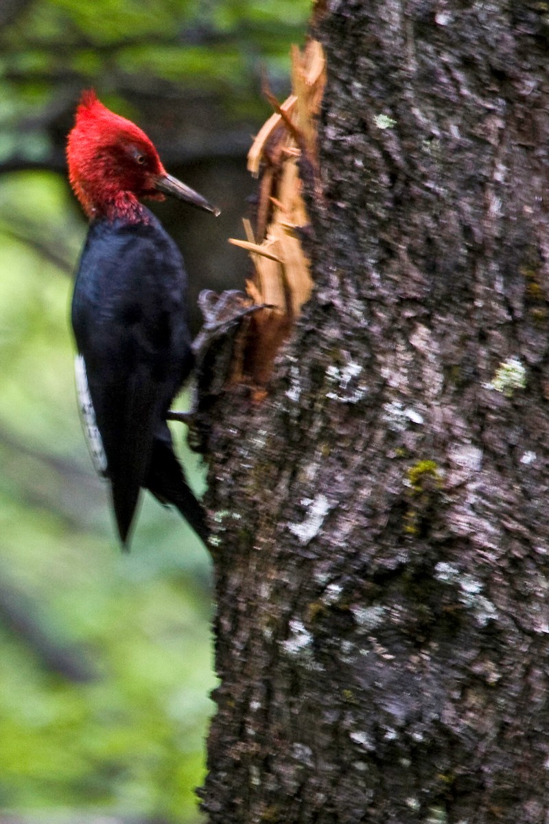 Magellanic Woodpecker - Bill Benish