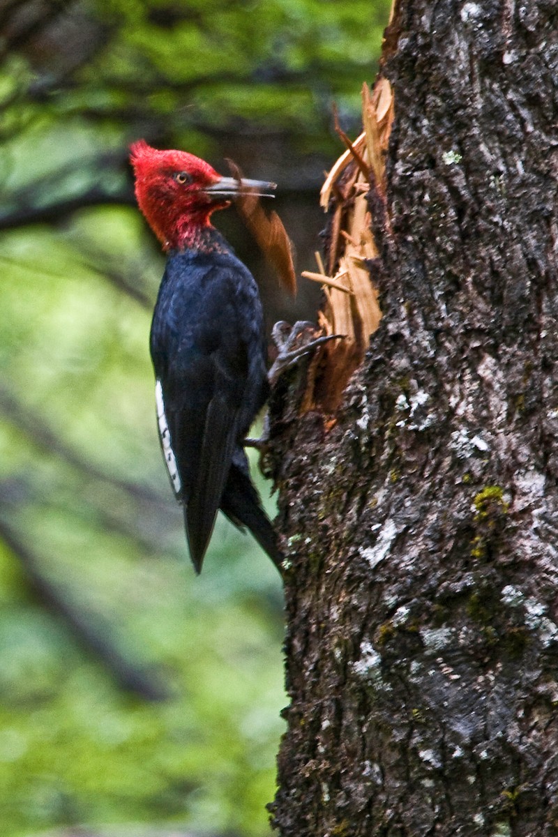 Magellanic Woodpecker - Bill Benish