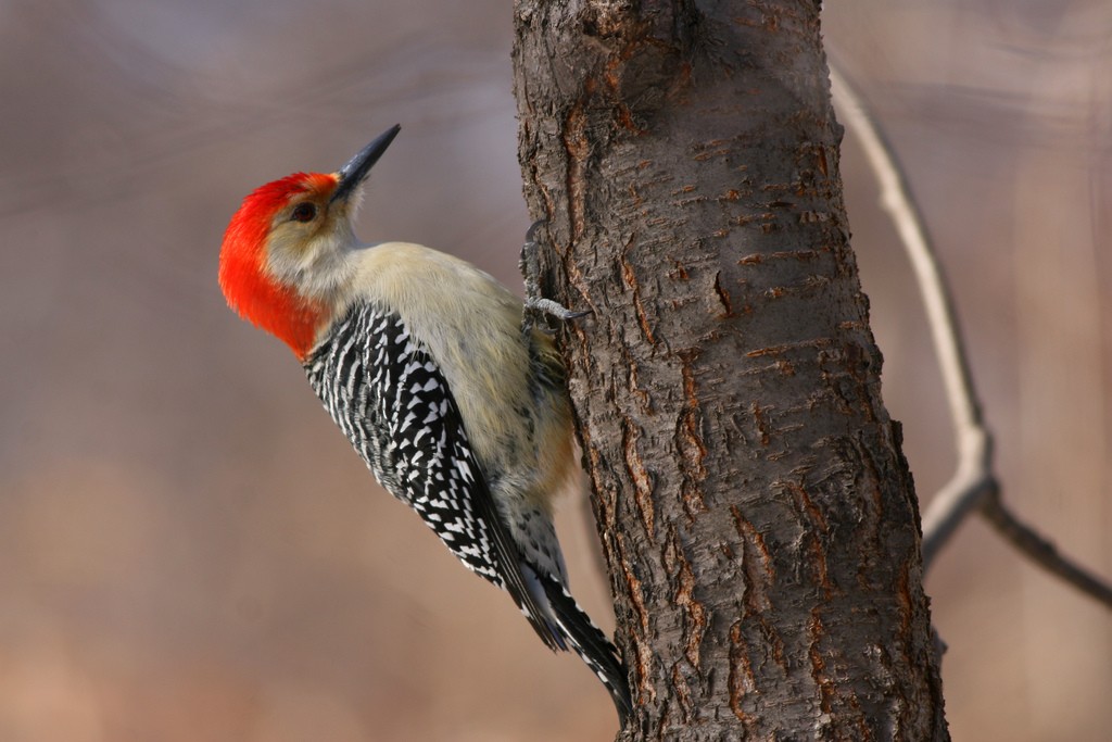 Red-bellied Woodpecker - ML205690481