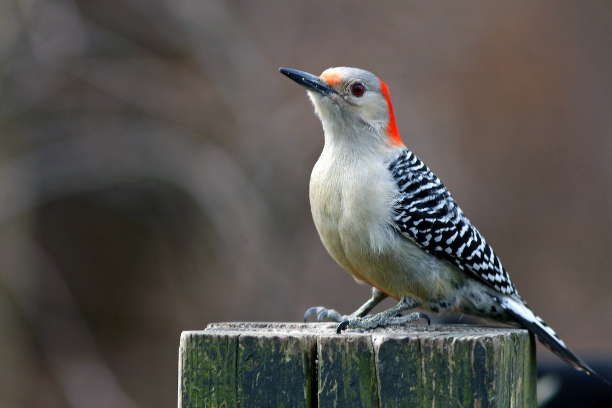 Red-bellied Woodpecker - ML205690521