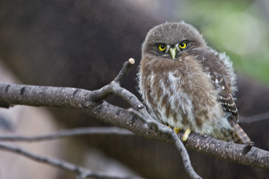 Austral Pygmy-Owl - Bill Benish