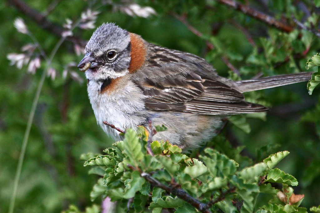 Rufous-collared Sparrow - Bill Benish