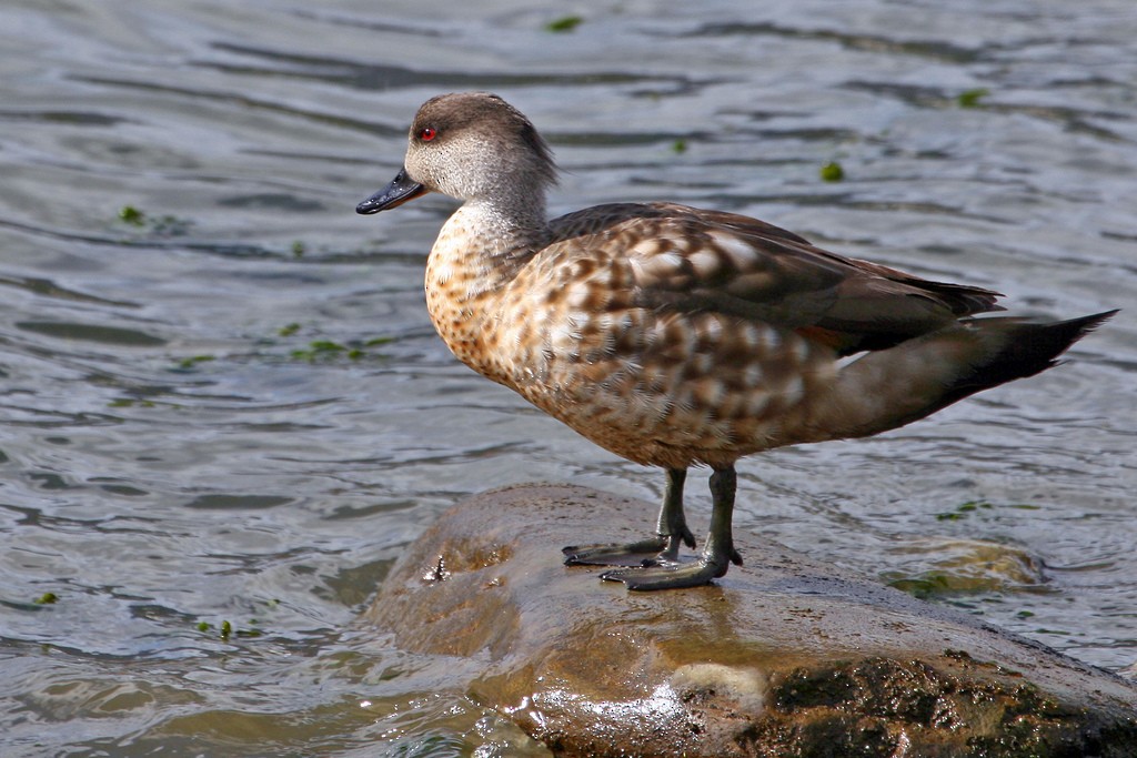 Crested Duck - ML205690711