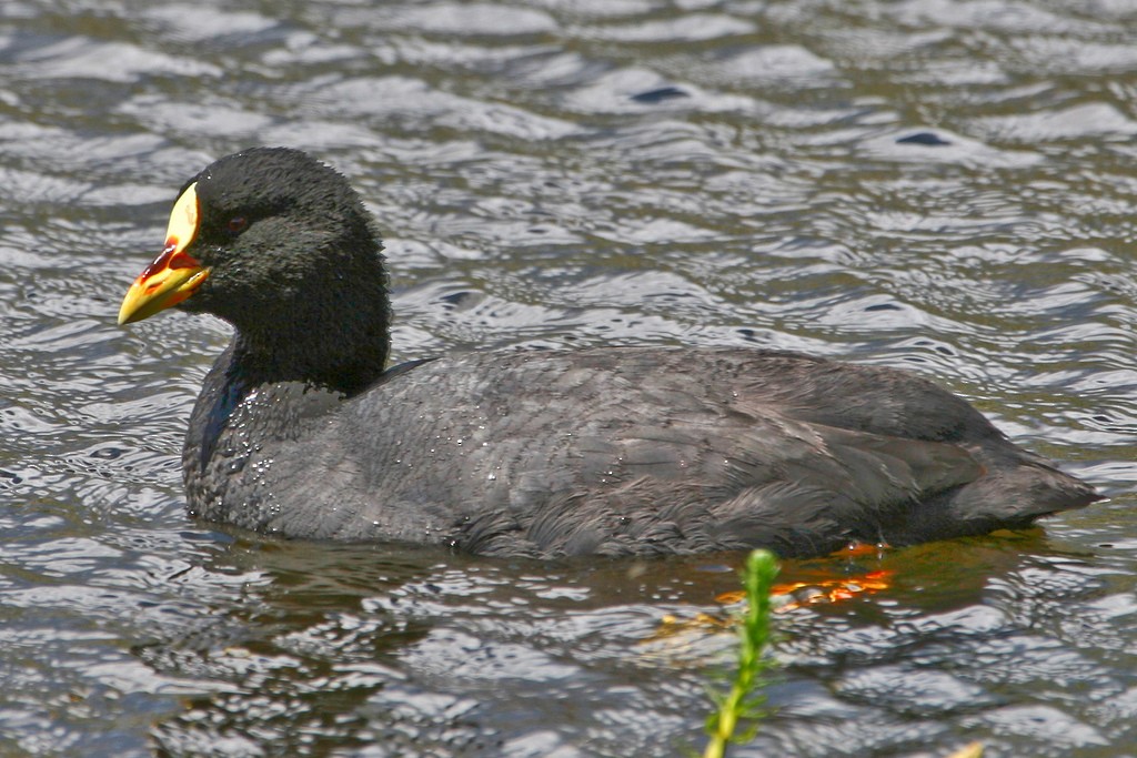Red-gartered Coot - ML205690731
