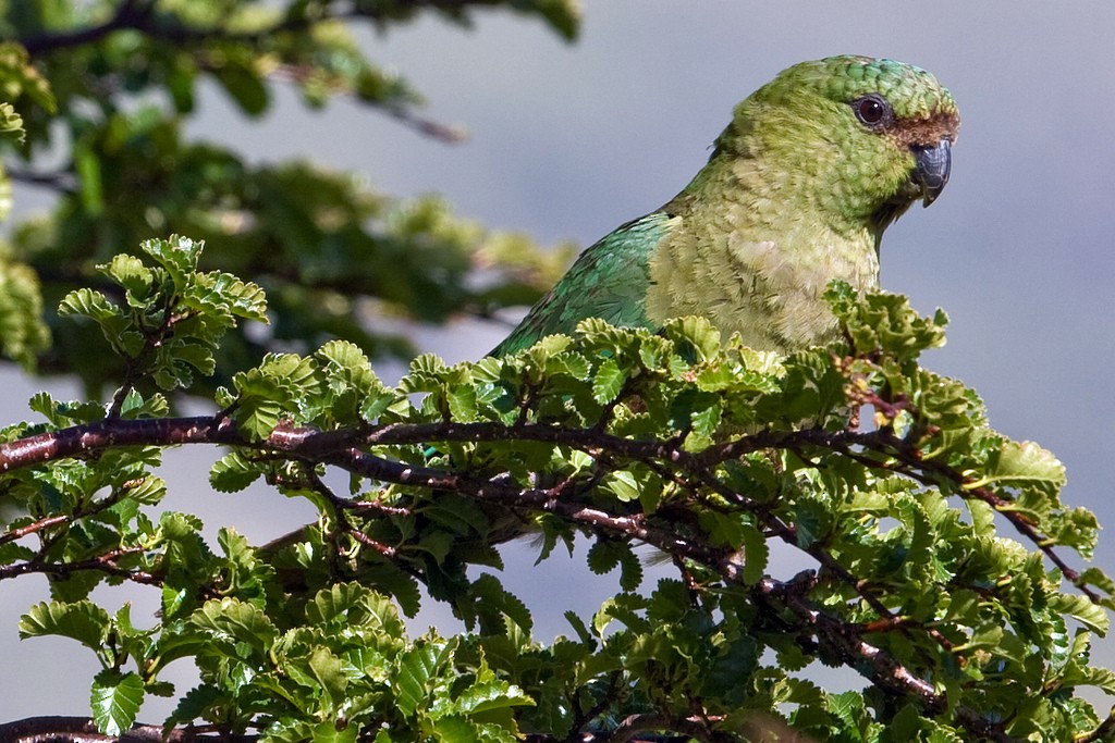 Austral Parakeet - Bill Benish