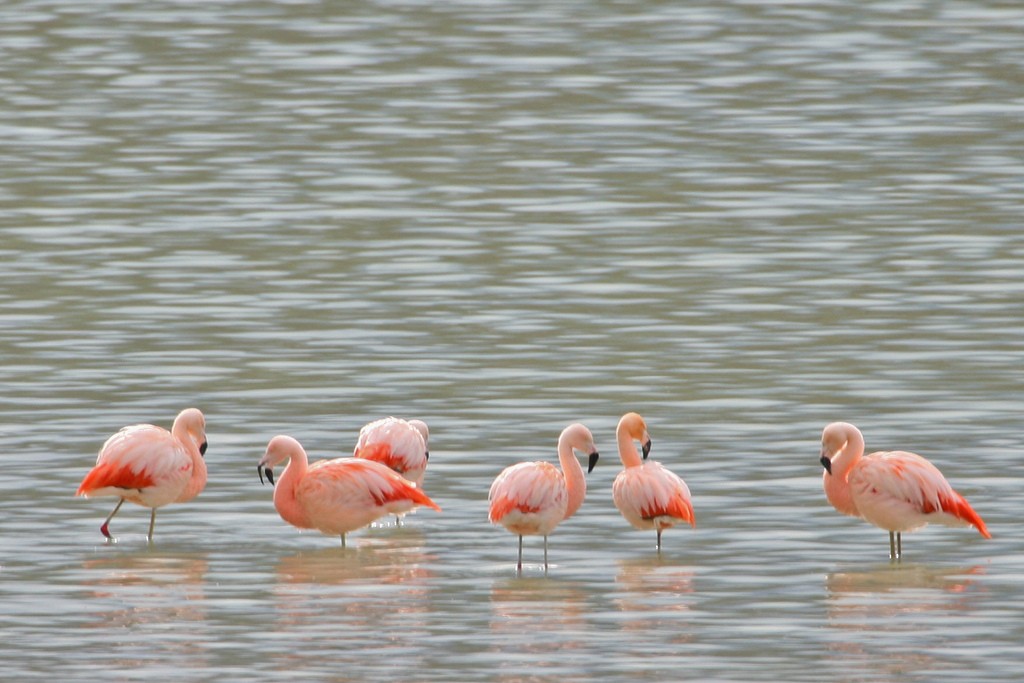 Chilean Flamingo - ML205690791