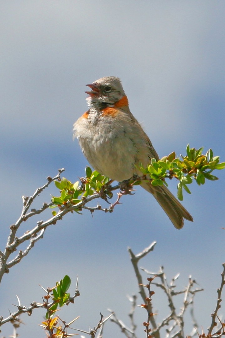 Rufous-collared Sparrow - Bill Benish