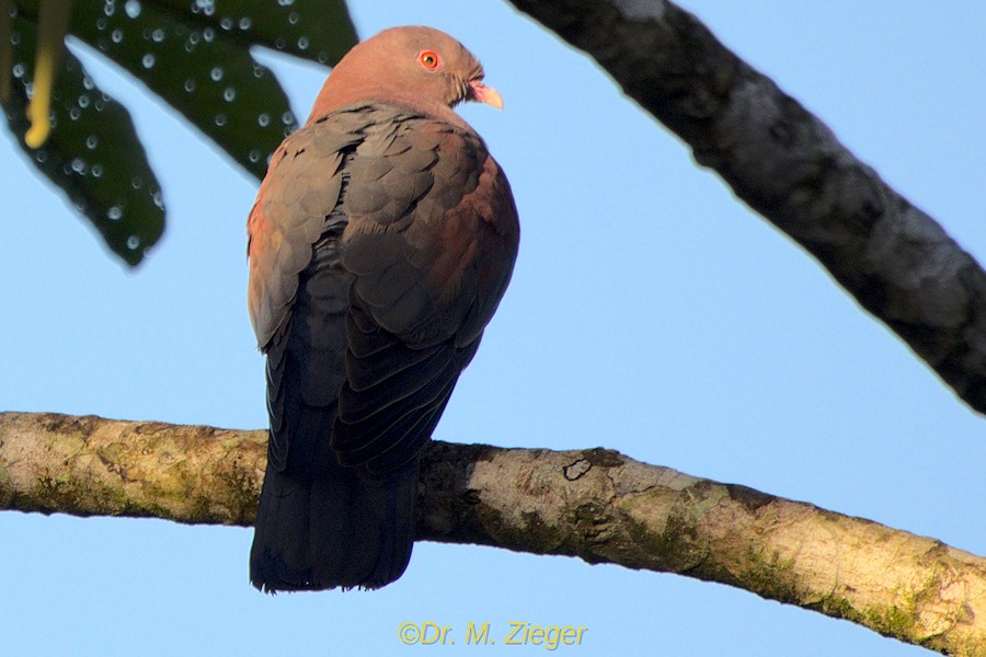 Red-billed Pigeon - Michael Zieger