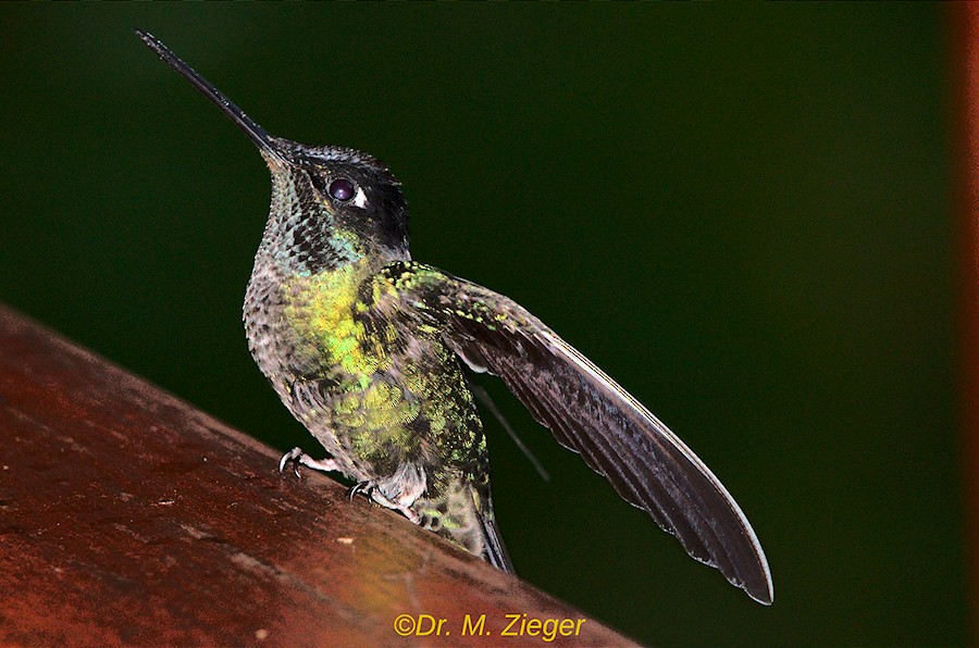 Scaly-breasted Hummingbird - Michael Zieger