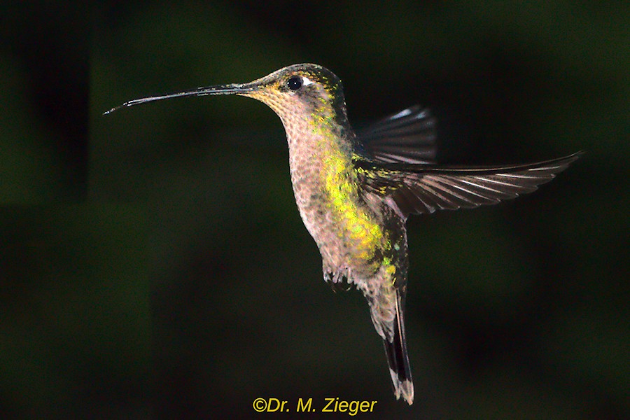 Scaly-breasted Hummingbird - Michael Zieger