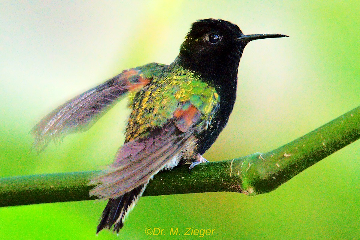 Black-bellied Hummingbird - Michael Zieger