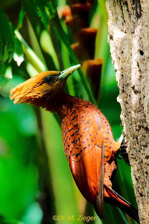 Chestnut-colored Woodpecker - Michael Zieger