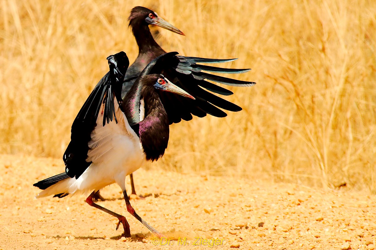 Abdim's Stork - Michael Zieger