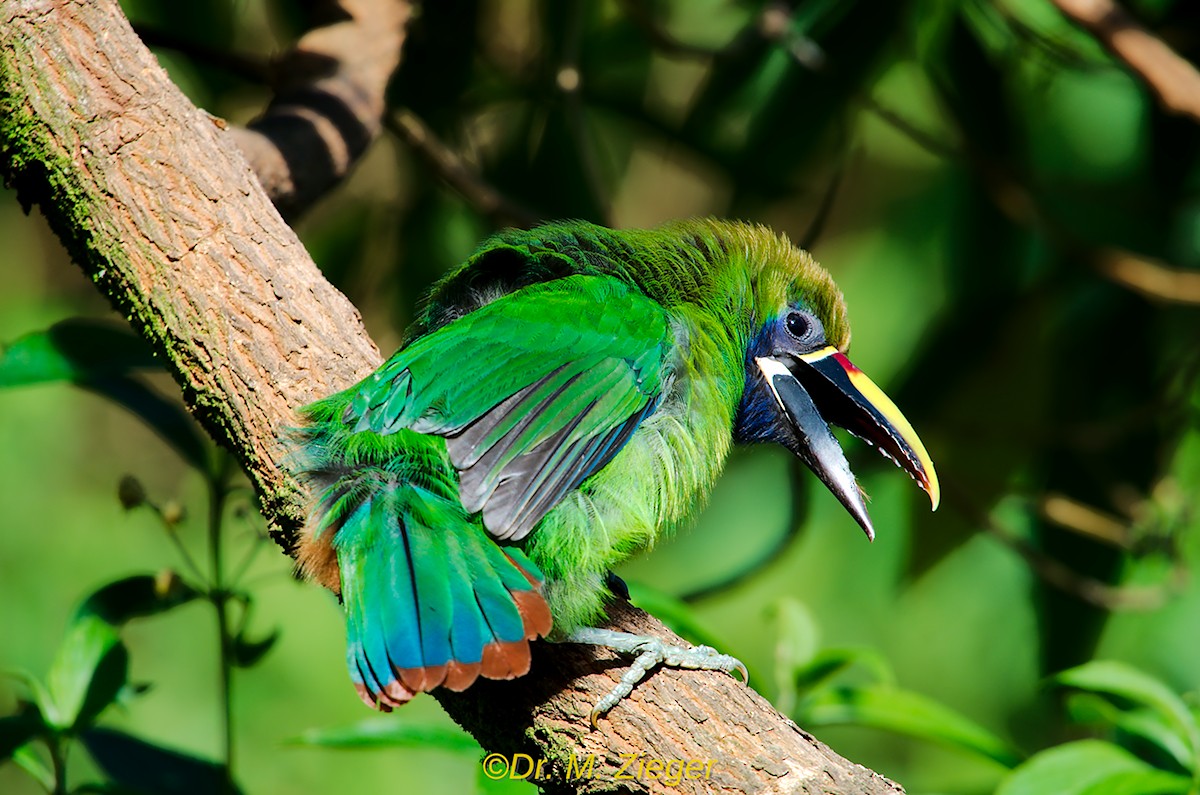 Northern Emerald-Toucanet (Blue-throated) - Michael Zieger