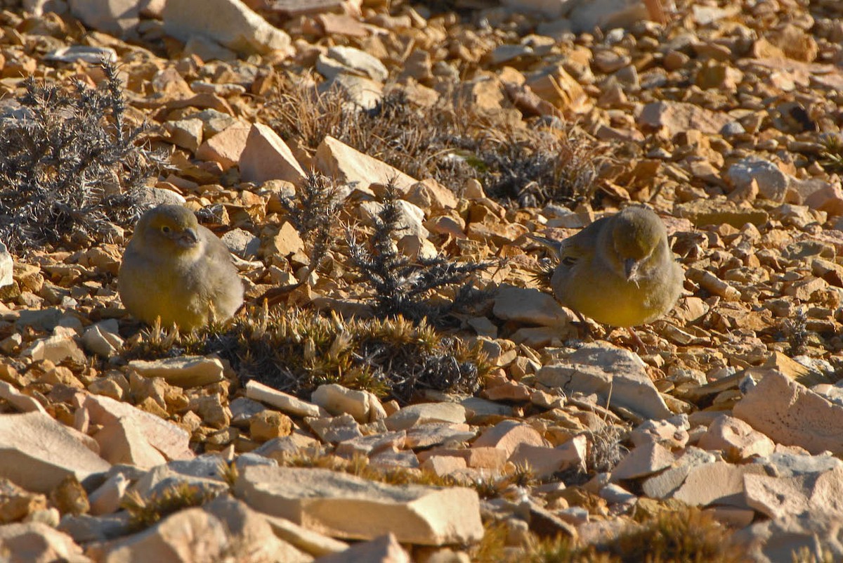 Patagonian Yellow-Finch - Tini & Jacob Wijpkema