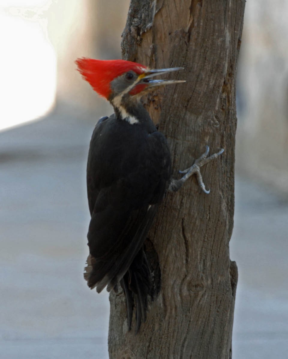 Black-bodied Woodpecker - Tini & Jacob Wijpkema