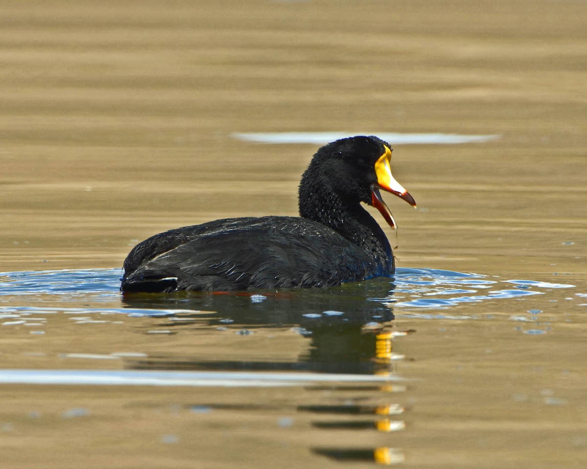 Giant Coot - ML205691771