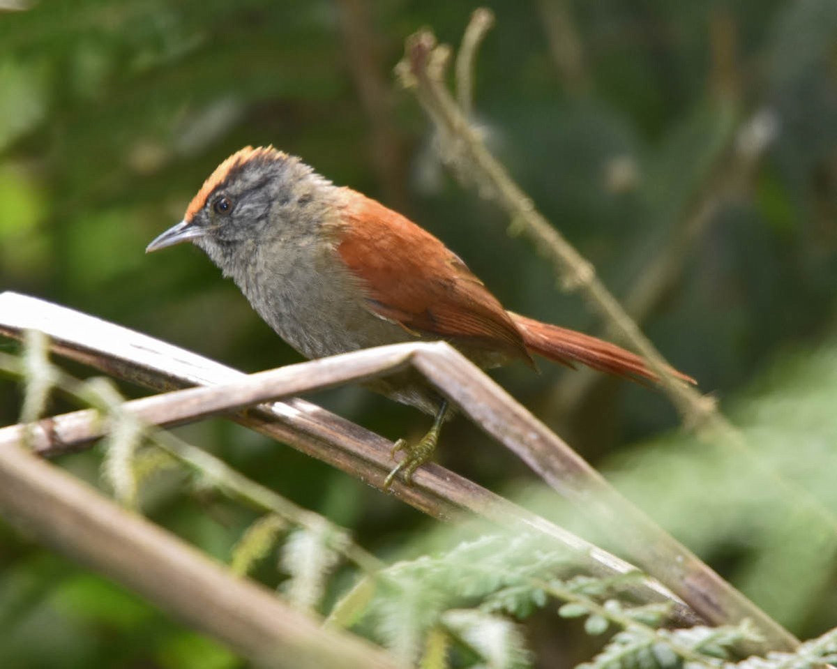 Light-crowned Spinetail (Buffy-crowned) - ML205691921