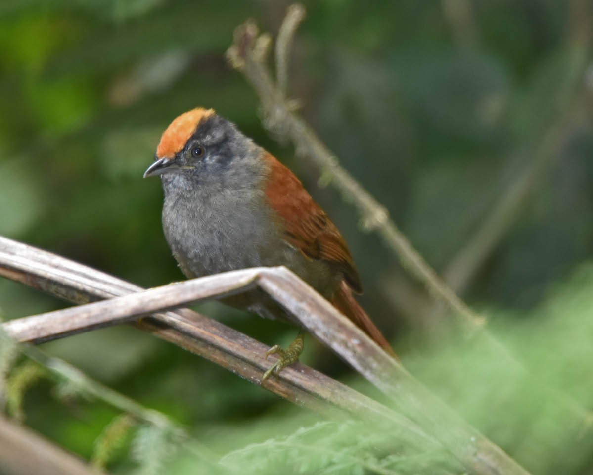 Light-crowned Spinetail (Buffy-crowned) - ML205691931