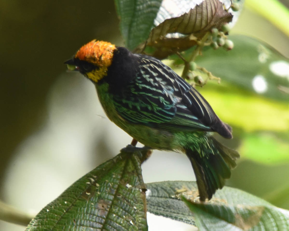 Saffron-crowned Tanager - ML205691941