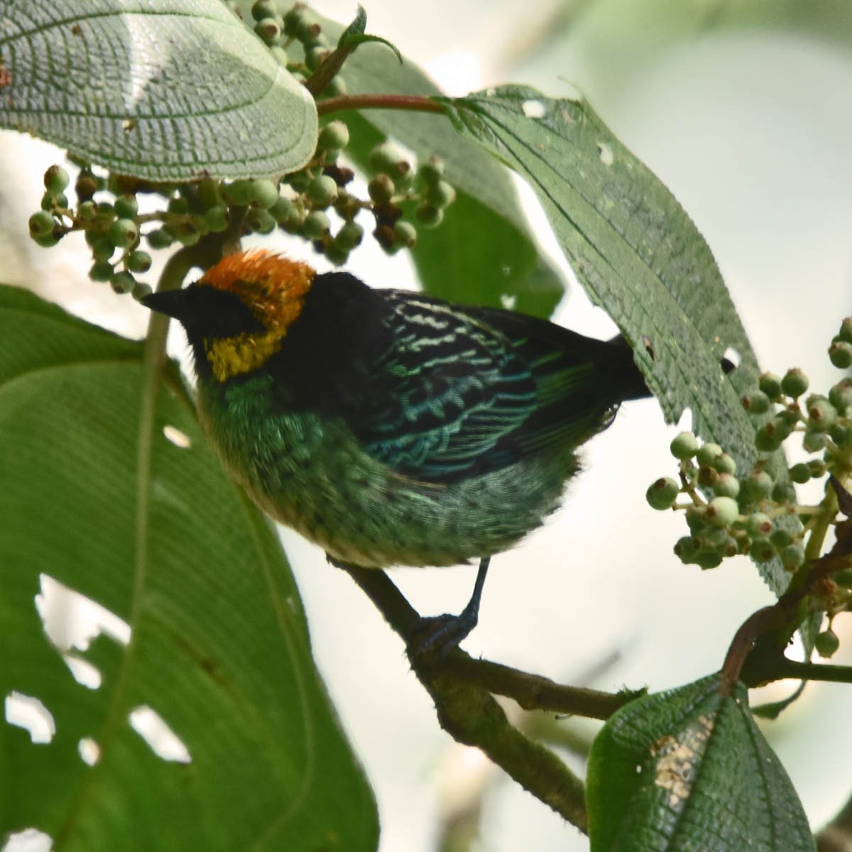 Saffron-crowned Tanager - ML205691951