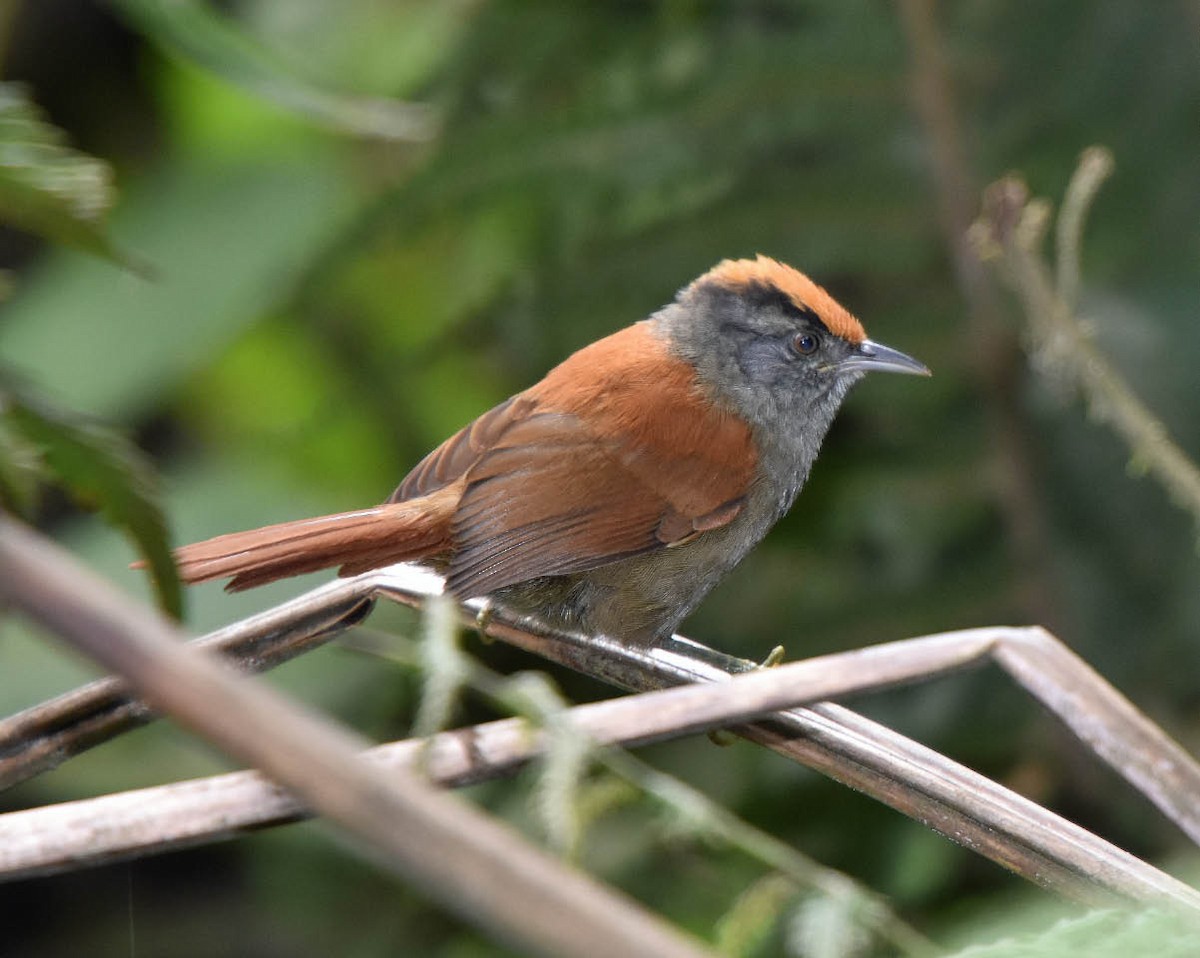Light-crowned Spinetail (Buffy-crowned) - ML205691961